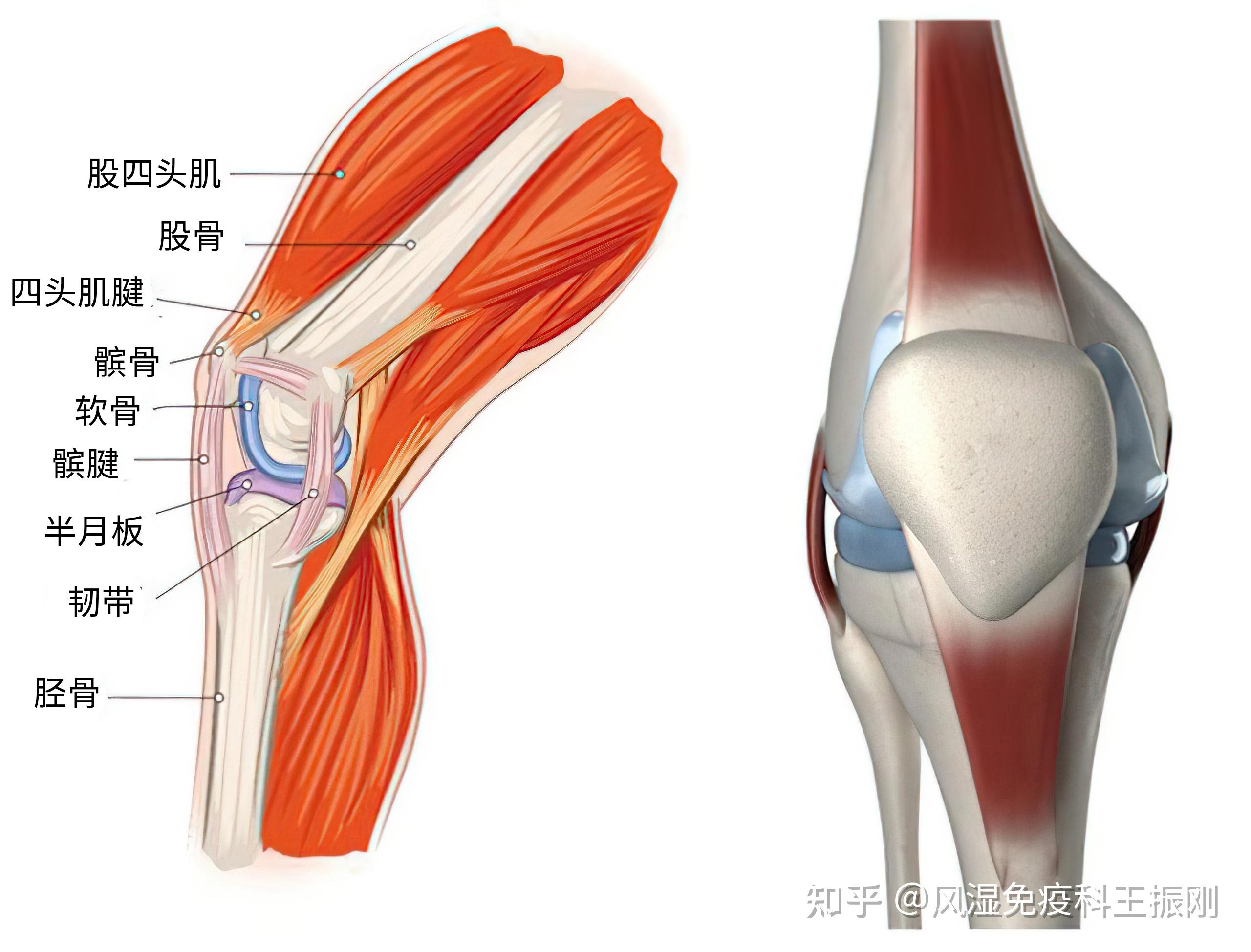 骨關(guān)節(jié)、肌腱和韌帶損傷